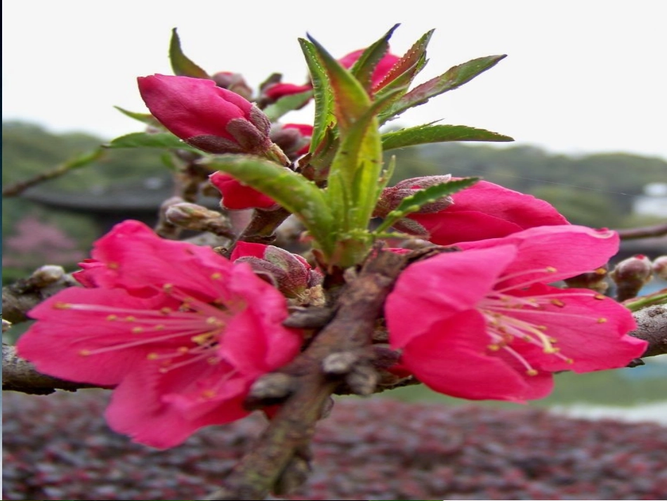 寻找花里的“育婴房”_第3页