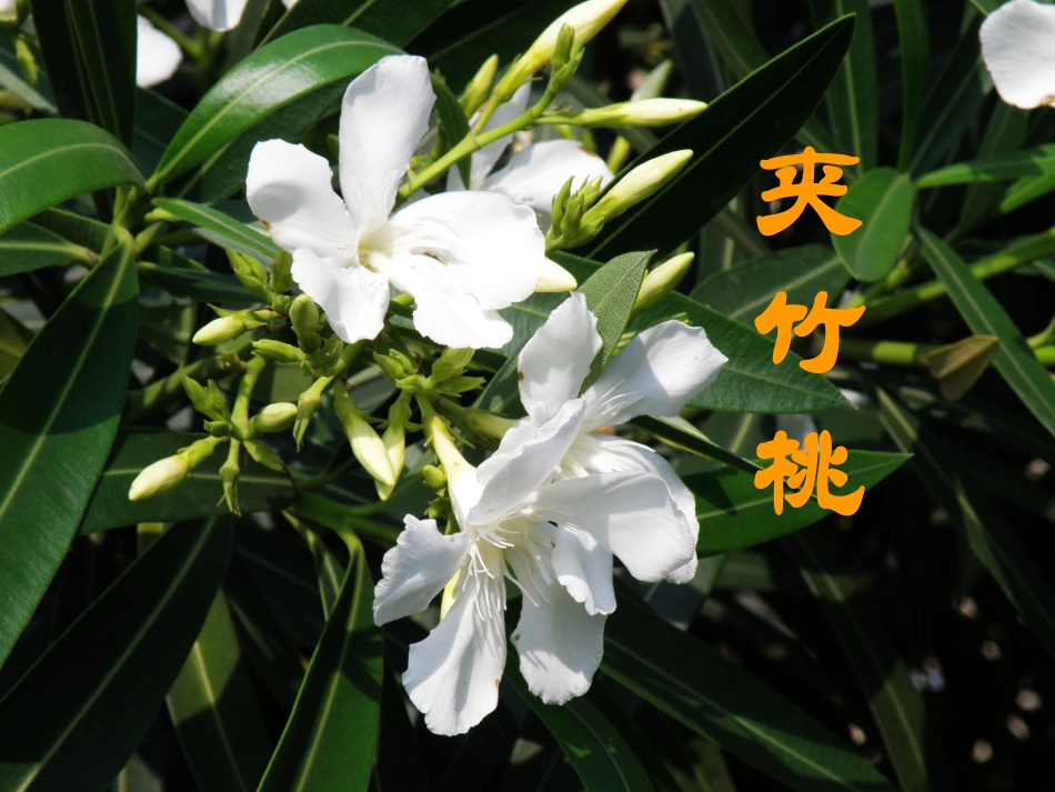 夹竹桃PPT_第1页