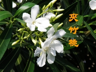 夹竹桃PPT