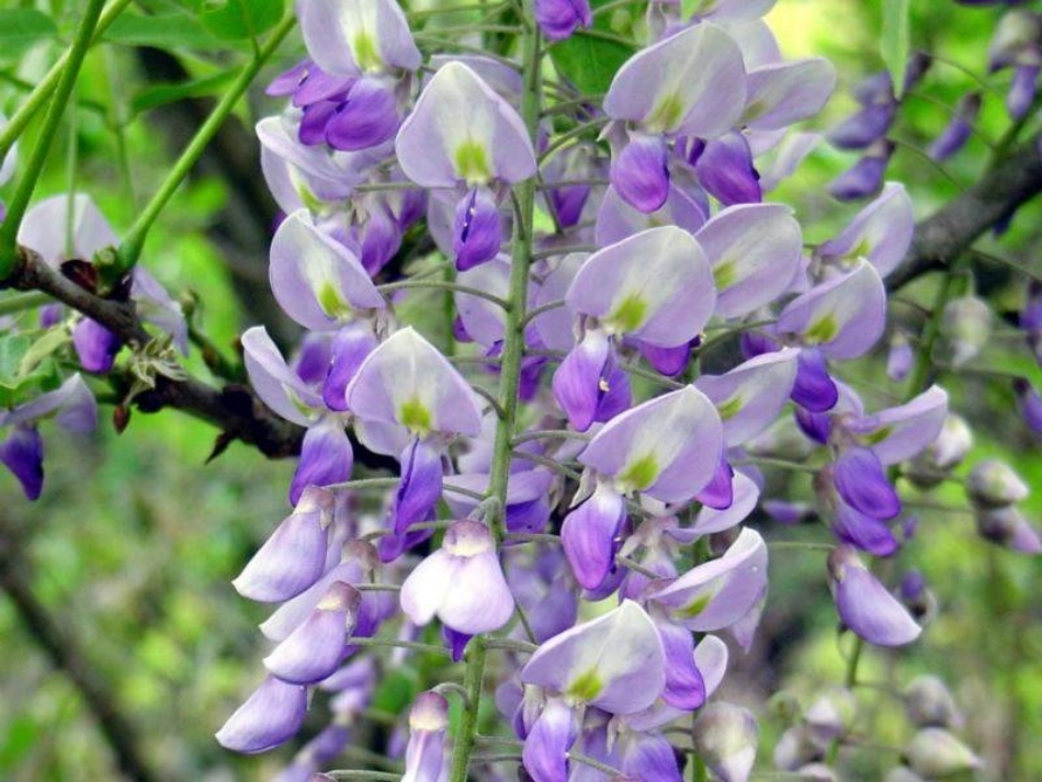 紫藤萝瀑布(用)1_第2页