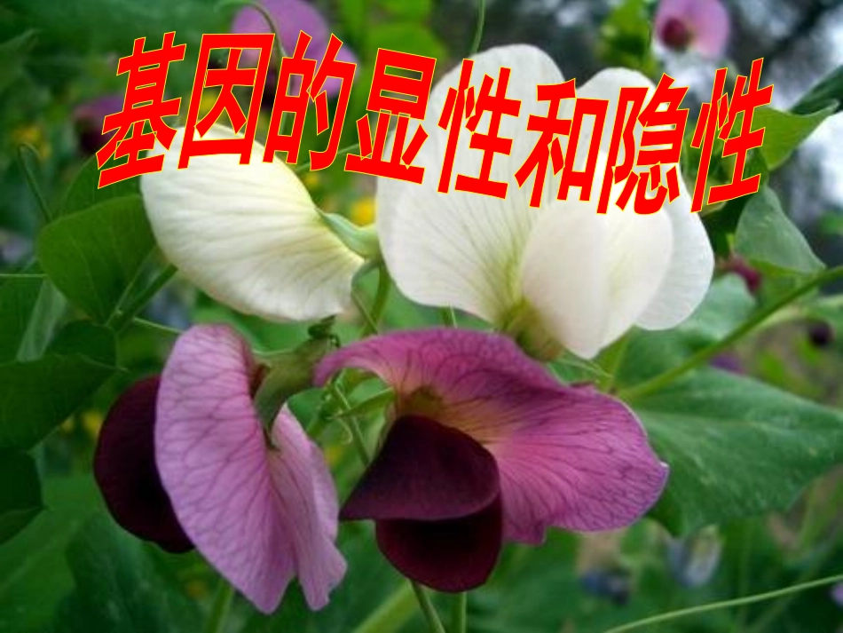 基因的显性和隐性课件_第1页