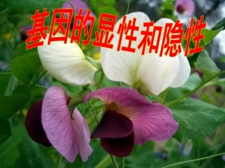 基因的显性和隐性课件