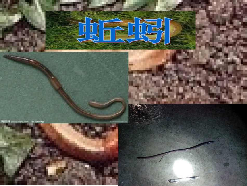 蚯蚓.jpg_第1页