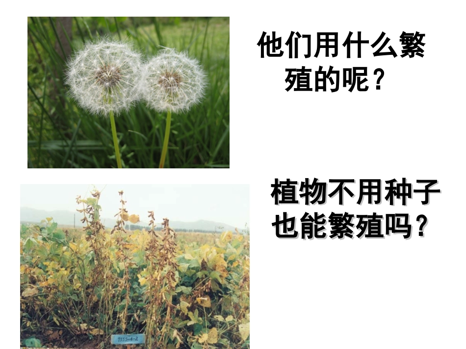 《不用种子也能繁殖吗》最新课件_第2页