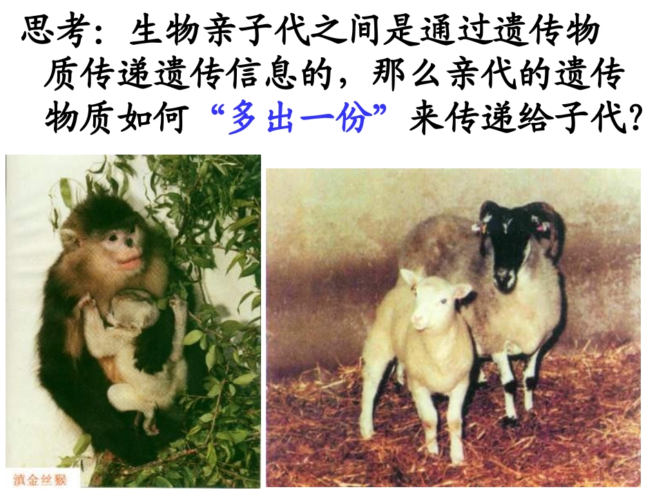 人教版生物必修二3.3-DNA的复制-课件-(共39张PPT)_第2页