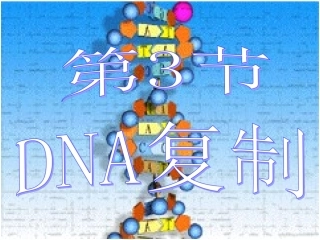 人教版生物必修二3.3-DNA的复制-课件-(共39张PPT)