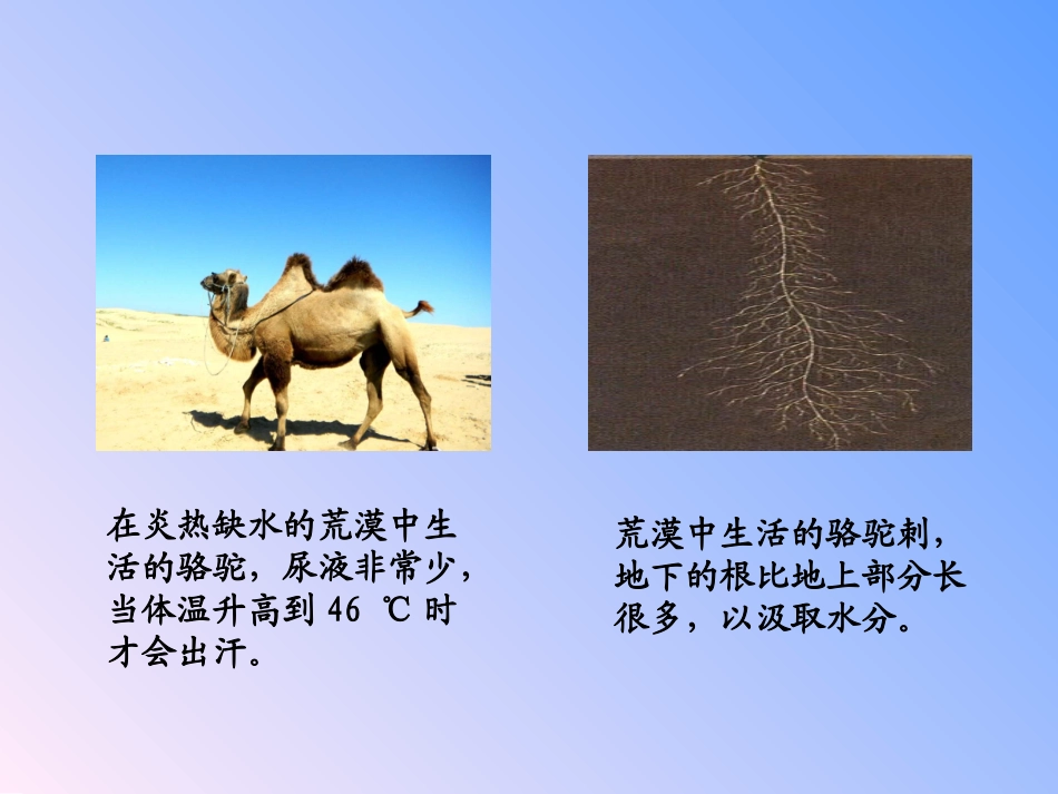 生物能影响和适应环境_第2页