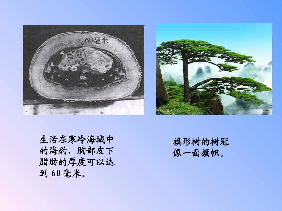 生物能影响和适应环境_第3页
