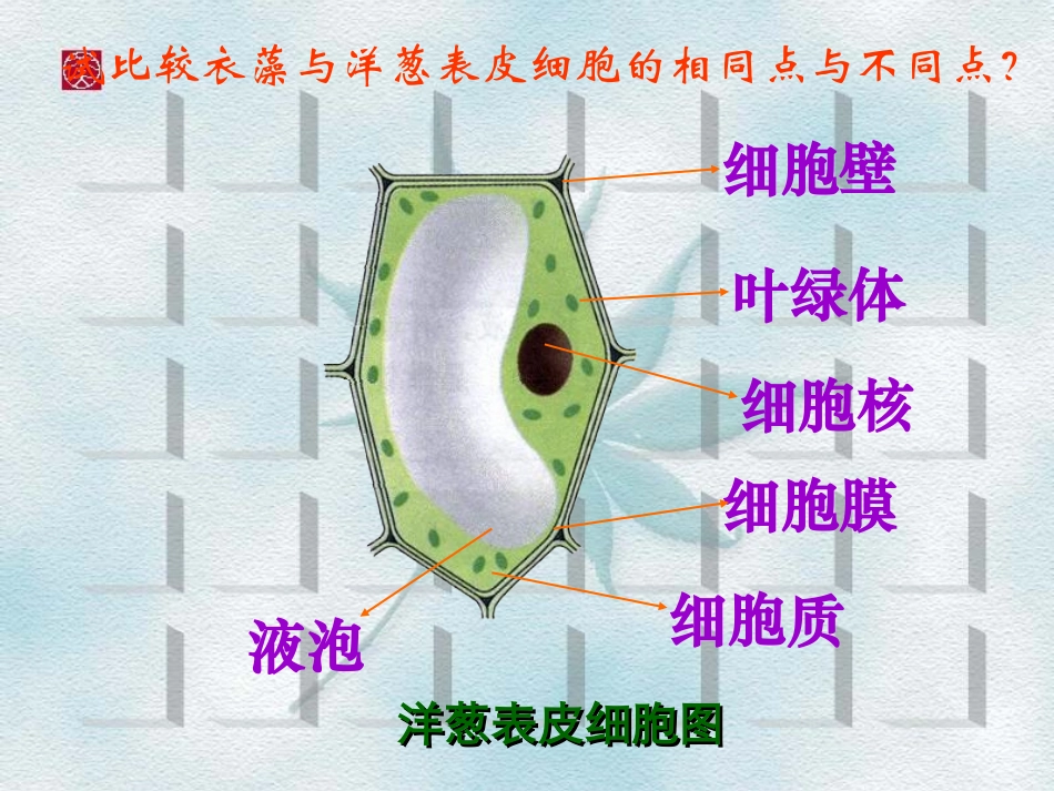 显微镜下的各种生物_第3页