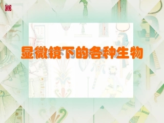 显微镜下的各种生物