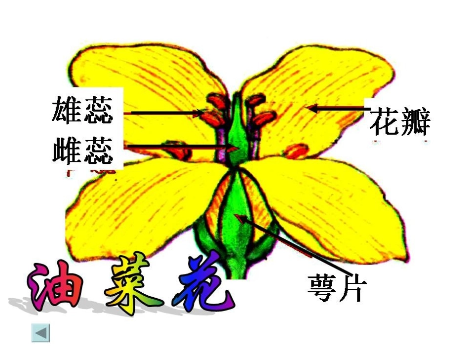 各种各样的花_课件1_第2页