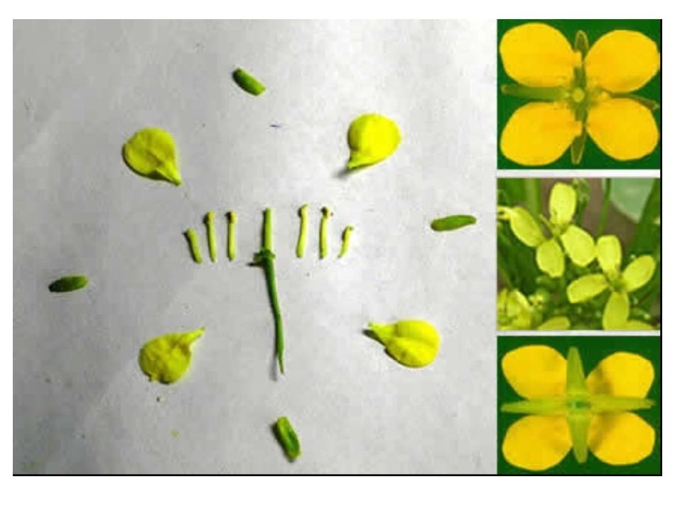 各种各样的花_课件1_第3页