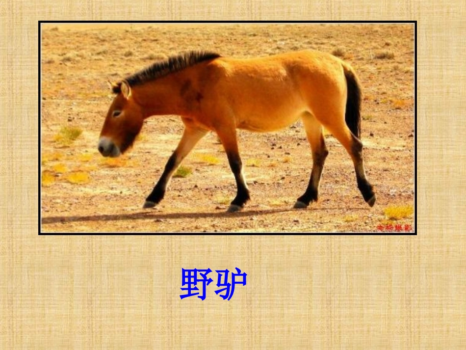 二年级地方其中测试兽类鸟类_第2页