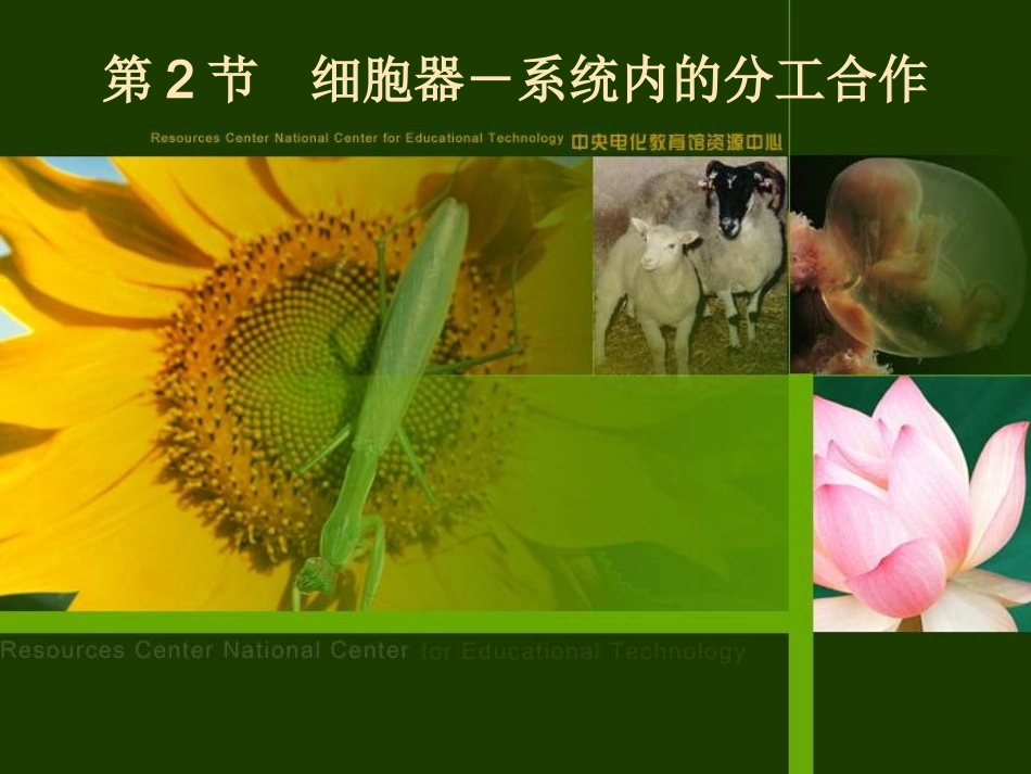 高一生物细胞器课件_第3页