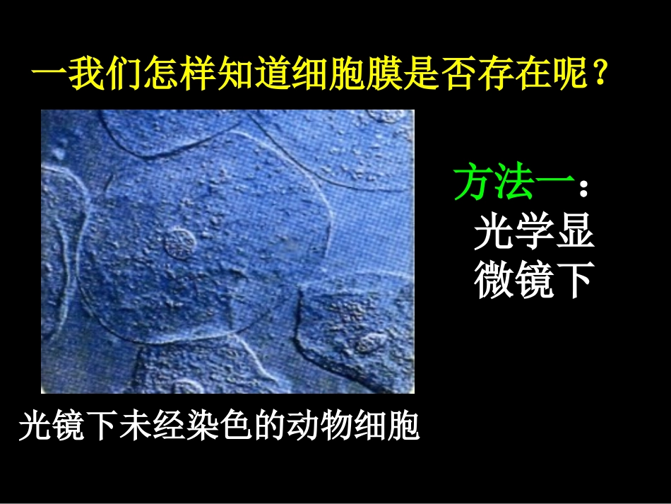 3.1-细胞膜—系统的边界-课件-刘晓琳_第3页