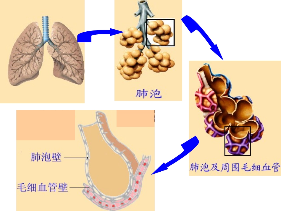 4.3.2发生在肺内的气体交换_第3页