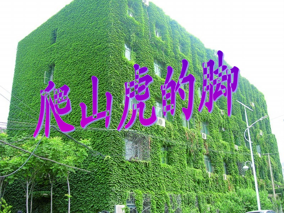 《爬山虎的脚》教学课件_第1页