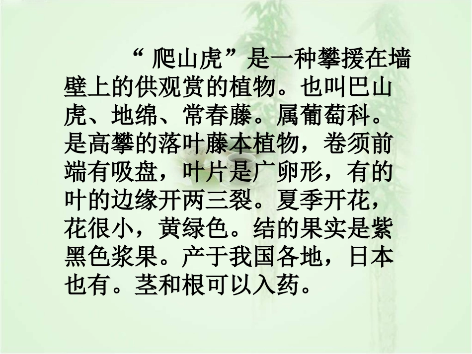 《爬山虎的脚》教学课件_第3页
