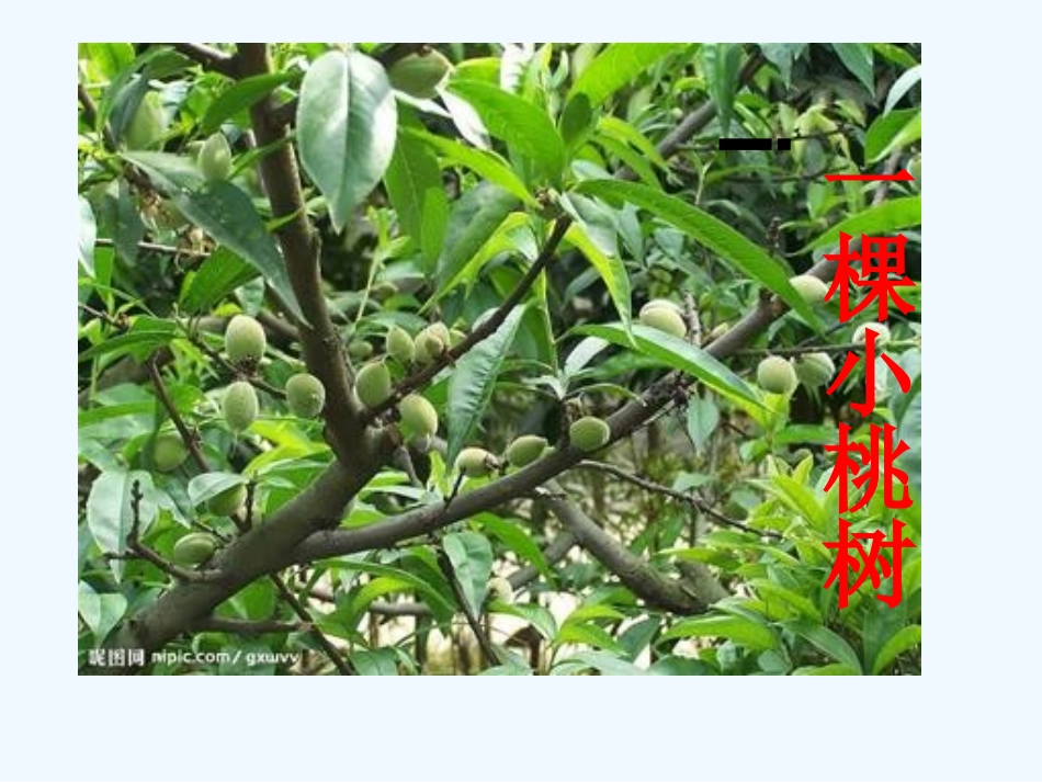 (部编)初中语文人教2011课标版七年级下册一棵小桃树--PPT_第1页