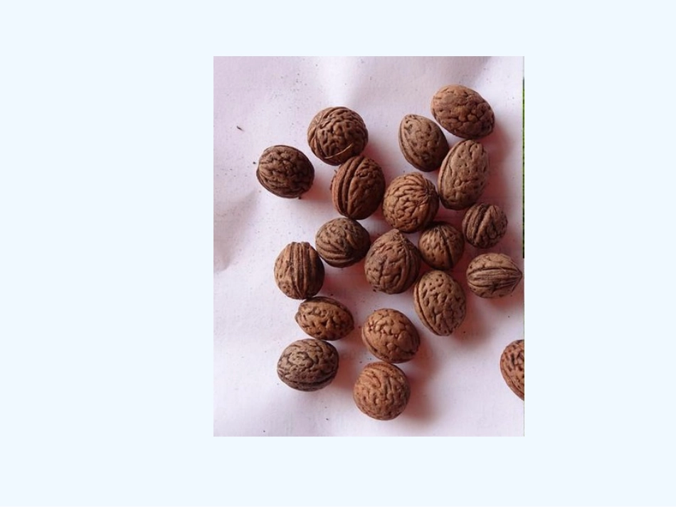 (部编)初中语文人教2011课标版七年级下册一棵小桃树--PPT_第2页