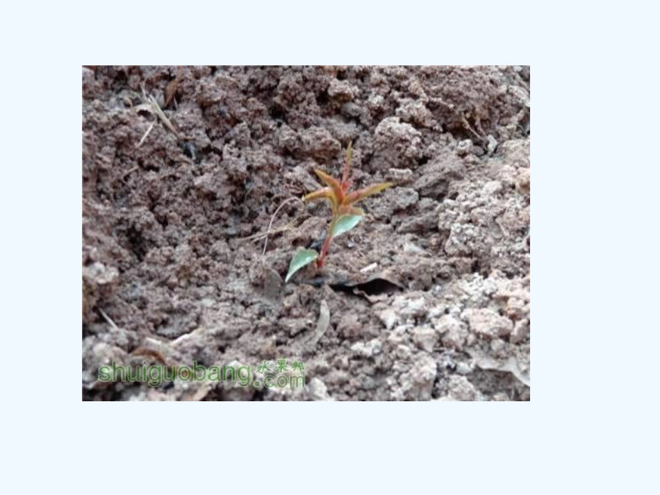 (部编)初中语文人教2011课标版七年级下册一棵小桃树--PPT_第3页