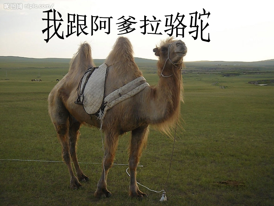 我跟阿爹拉骆驼-(1)_第2页