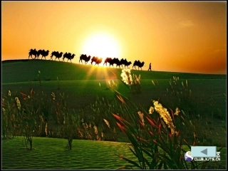 我跟阿爹拉骆驼-(1)