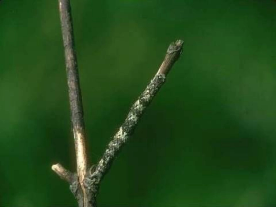 《变色龙》ppt课件_第3页