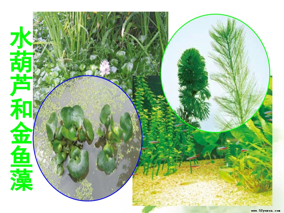 1.4观察水生植物_第2页