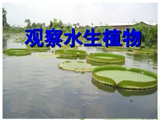 1.4观察水生植物