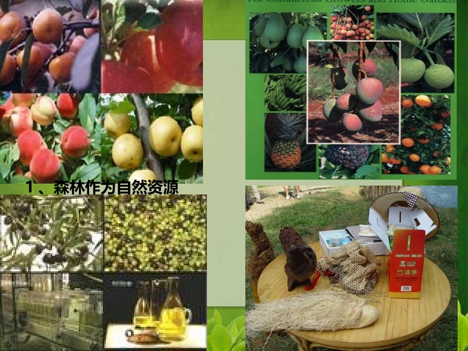 森林的开发和保护_第3页