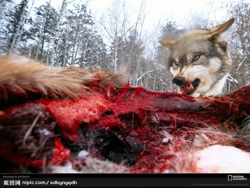 鹿与狼的故事很好用_第2页