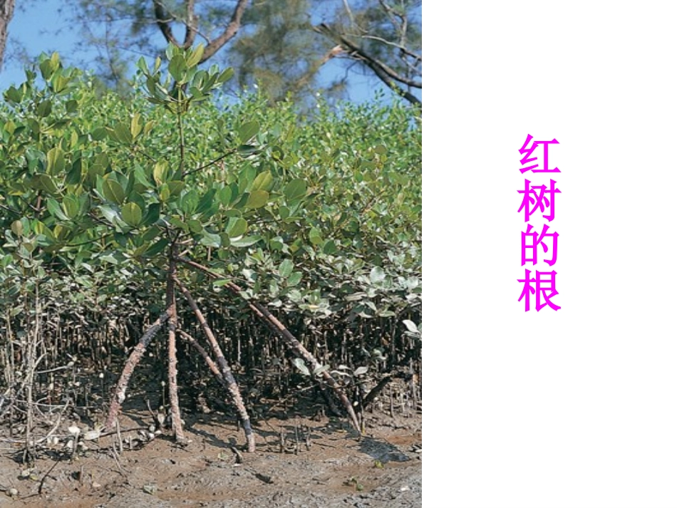 苏教版七上第五章第二节植物根的生长（共23张PPT）_第2页