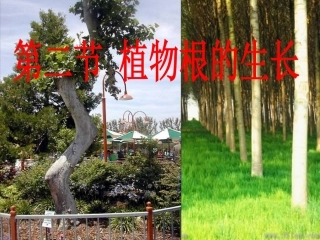 苏教版七上第五章第二节植物根的生长（共23张PPT）