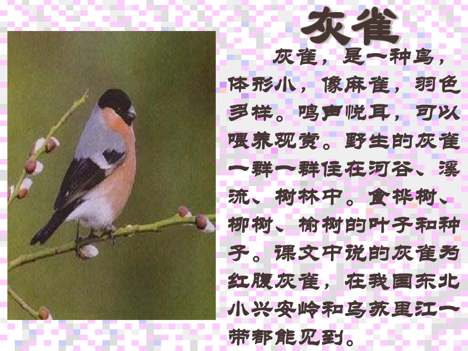 《灰雀》---PPT课件-(3)-小学三年级语文上册_第2页