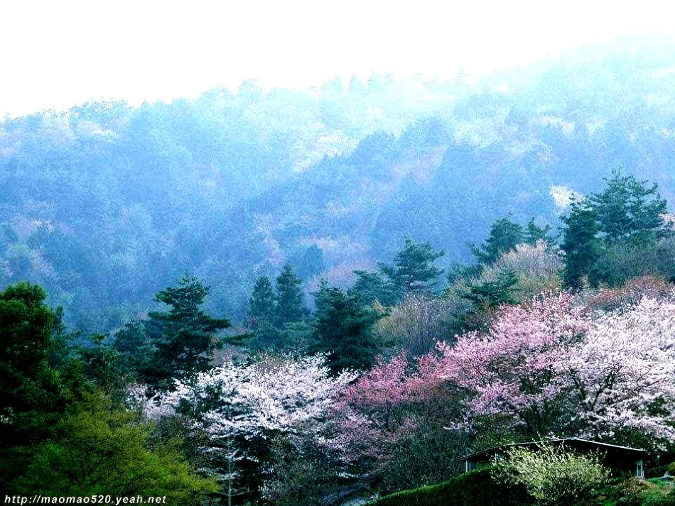 小学四年级语文《燕子》课件_第3页