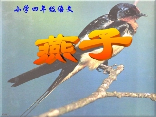 小学四年级语文《燕子》课件