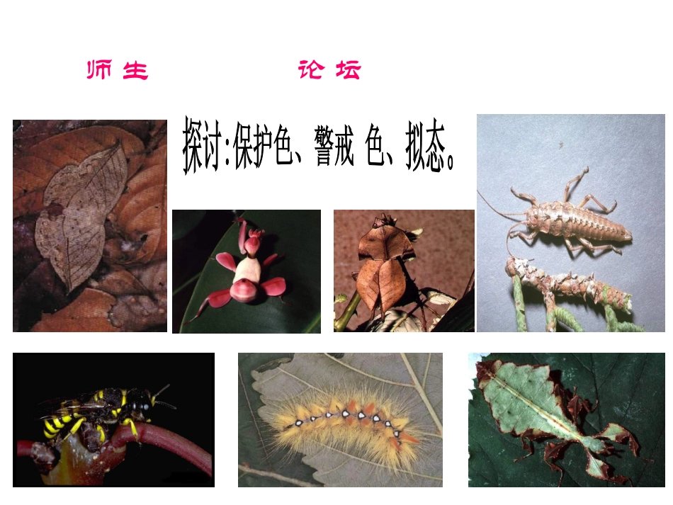 [苏科版]江苏省太仓市第二中学八年级生物下册生物进化的原因课件7_第3页