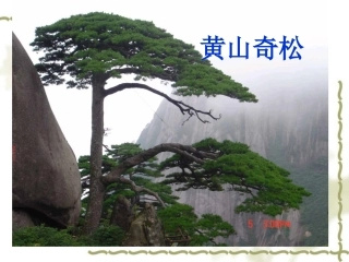 247黄山奇松上课