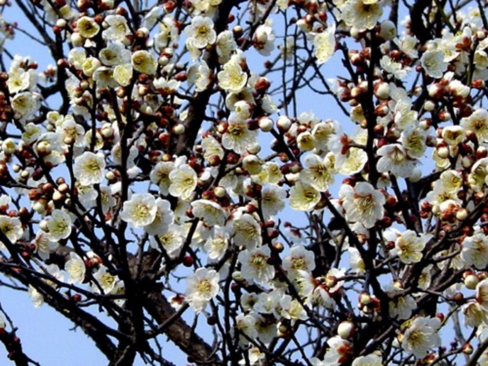 《春到梅花山》课件3_第2页