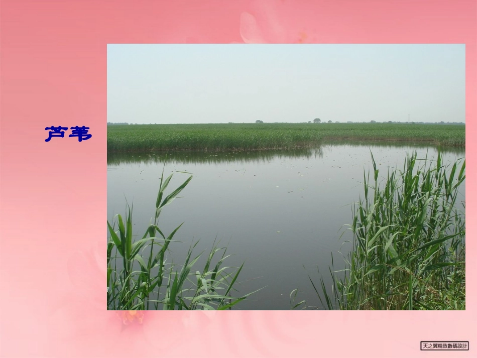 《芦叶船》课件_第2页