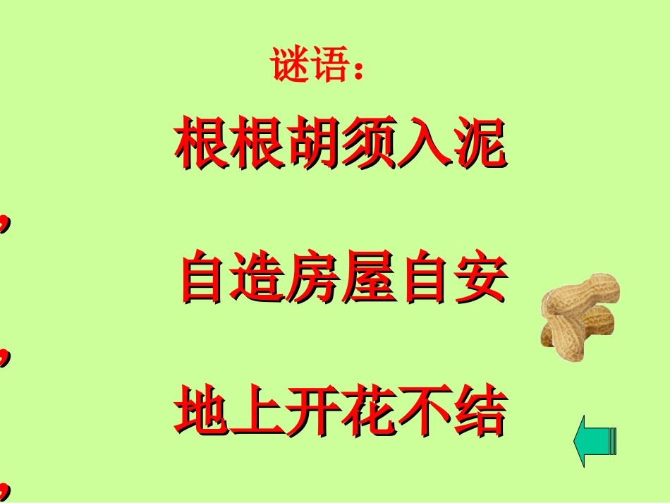 《落花生》动感_第1页