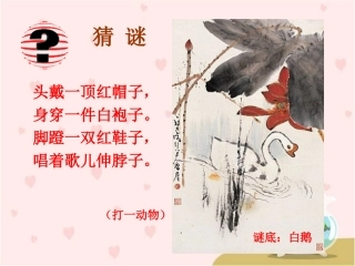 《白鹅》PPT课件