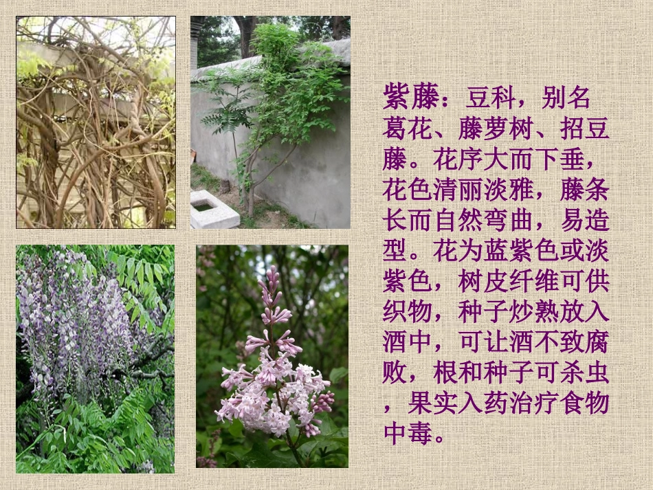 紫藤萝瀑布()_第1页