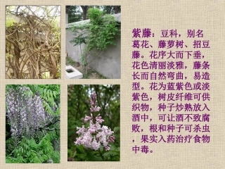 紫藤萝瀑布()