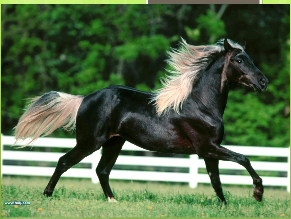 《马说》ppt_第2页