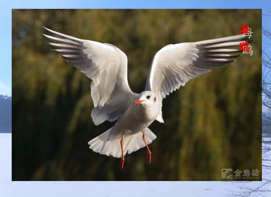 人教2011版小学数学三年级三位数(不连续进位)加法_第2页