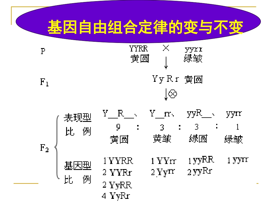 基因自由组合定律的变与不变_第2页