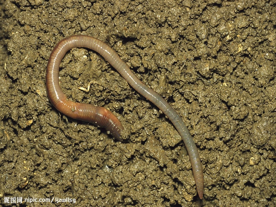 3.中班语言活动：《大傻瓜》_第3页