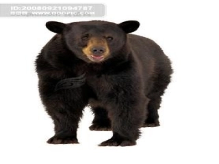 3.中班语言活动：《大傻瓜》